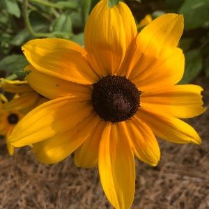 Meet your Posher, Allyson